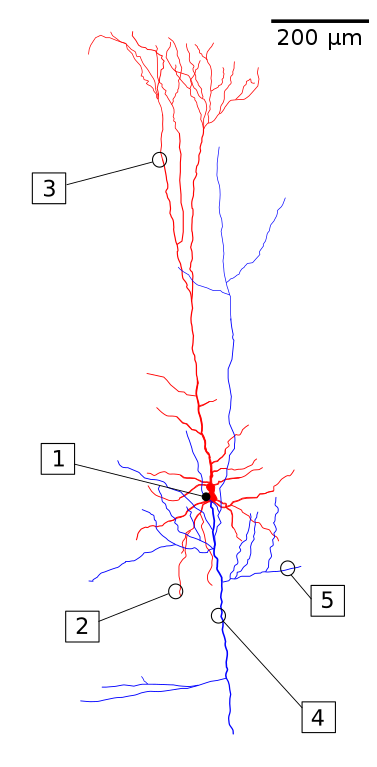 pyramidal cell